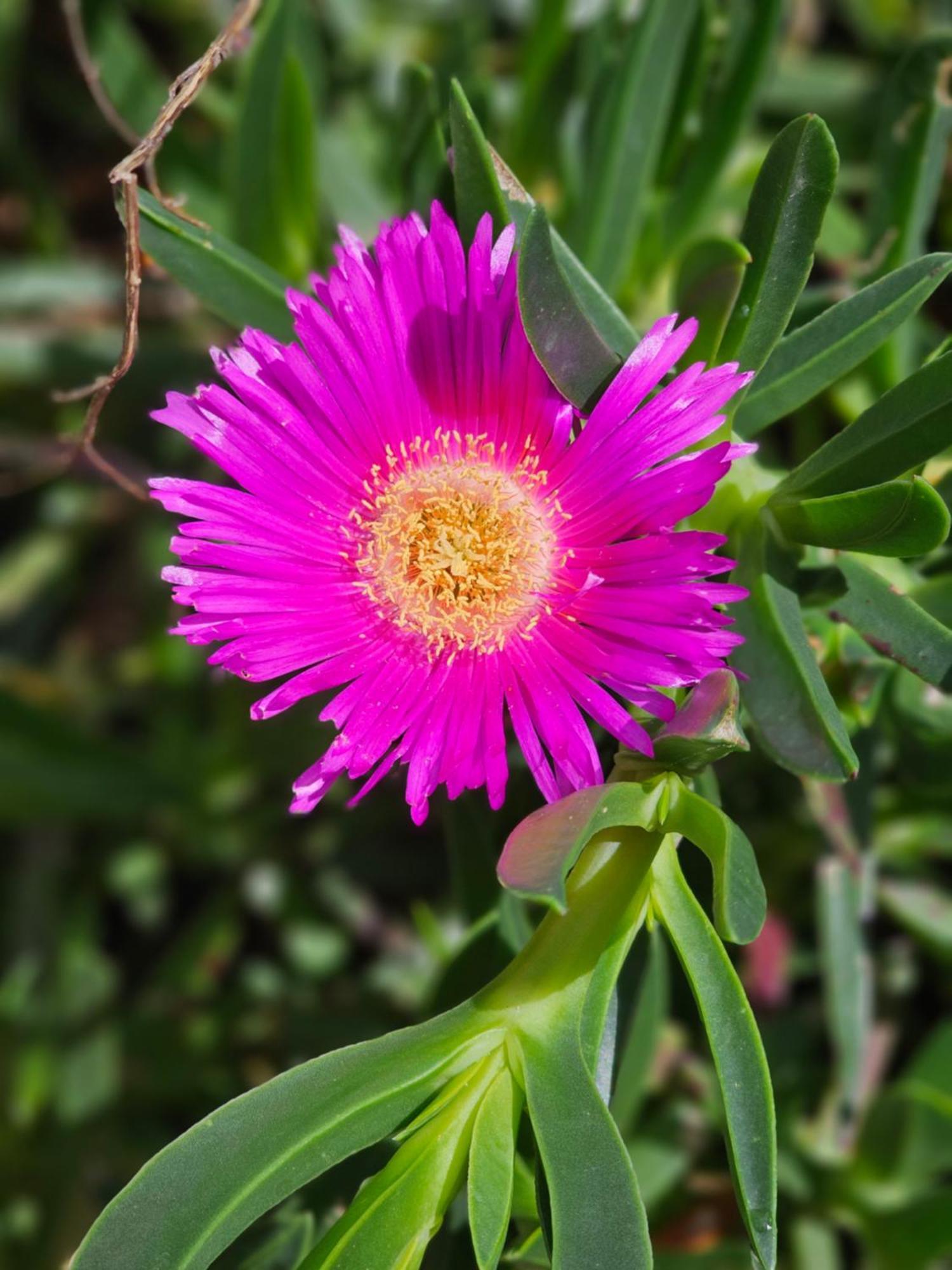 דירות Ližnjan Aurora מראה חיצוני תמונה
