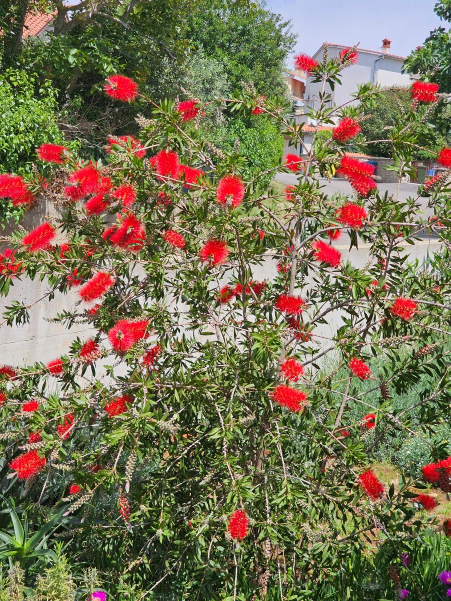 דירות Ližnjan Aurora מראה חיצוני תמונה